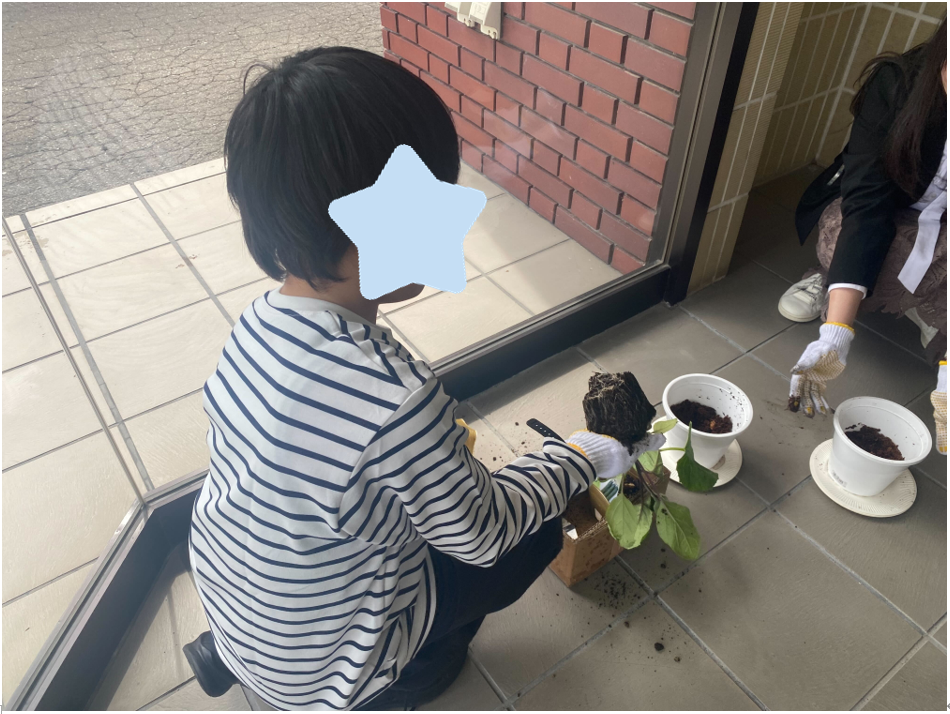 苗の移し替え
画像