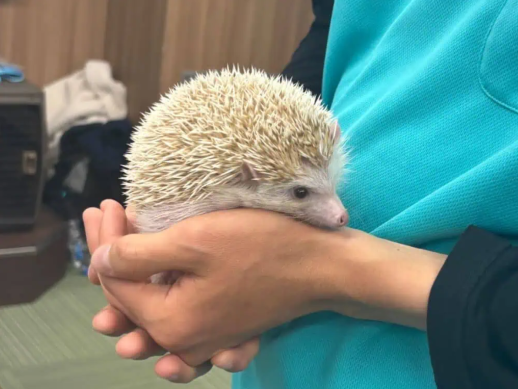 兵庫県にあるフリースクール、クラーク国際中等部芦屋キャンパスの休み時間の様子