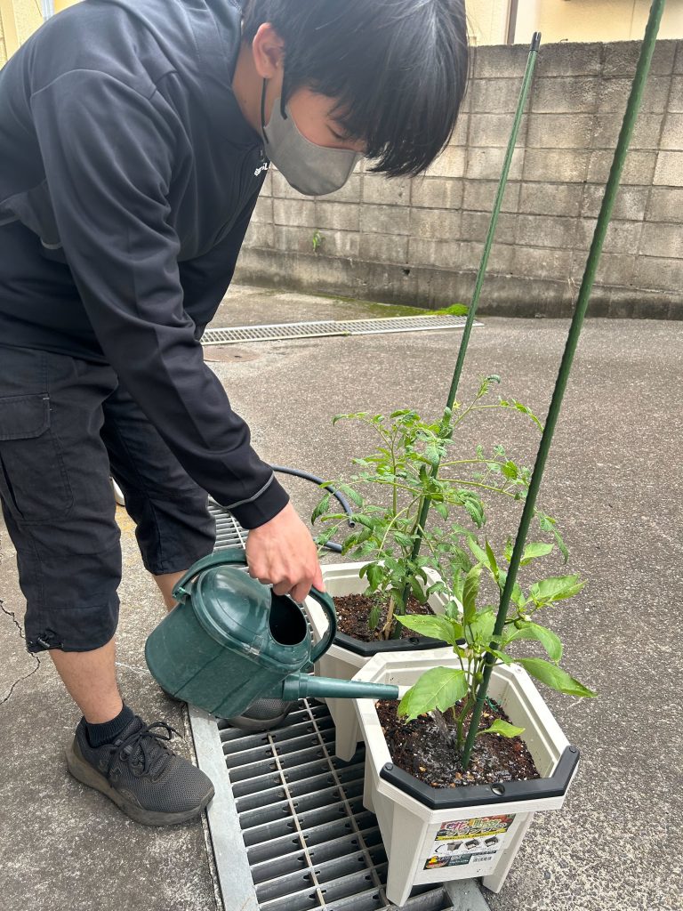 所沢市にあるフリースクール、クラーク国際中等部所沢キャンパスで育てている野菜に水やりをする生徒