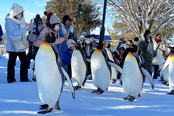 フリースクールクラーク国際中等部、旭川動物園でペンギンの散歩を見る