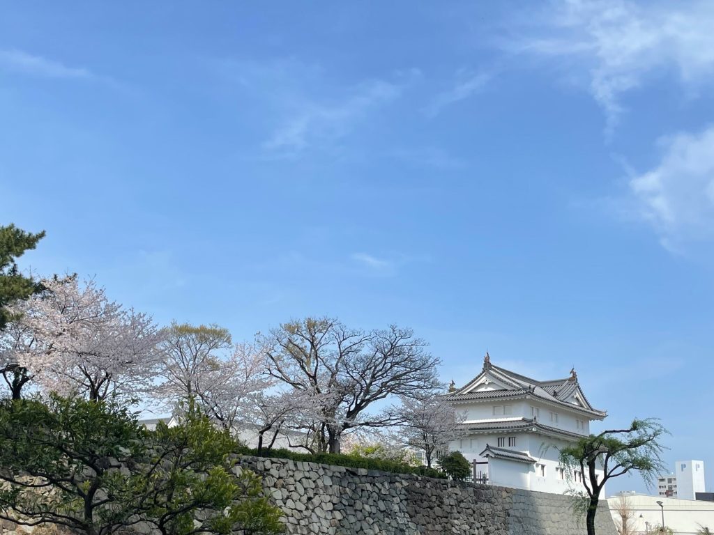 静岡にあるフリースクール、クラーク国際中等部静岡キャンパスのお花見