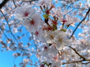 Cherry blossoms in the spring.