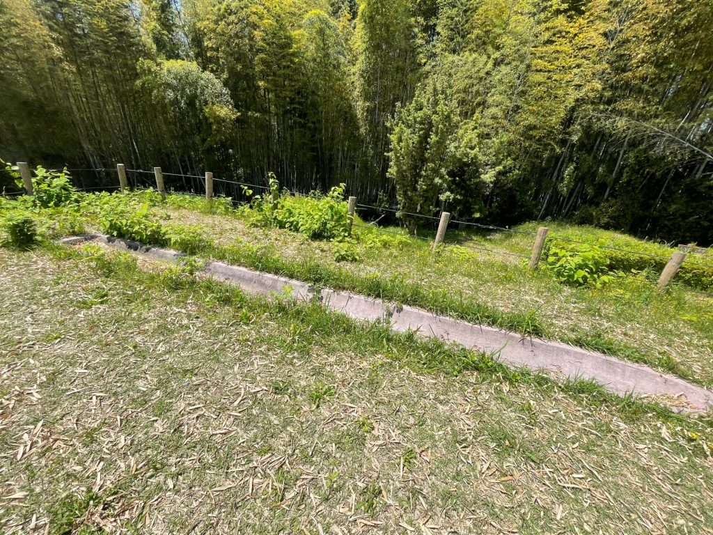 静岡にあるフリースクール、クラーク国際中等部静岡キャンパスの蓮華寺池公園散策