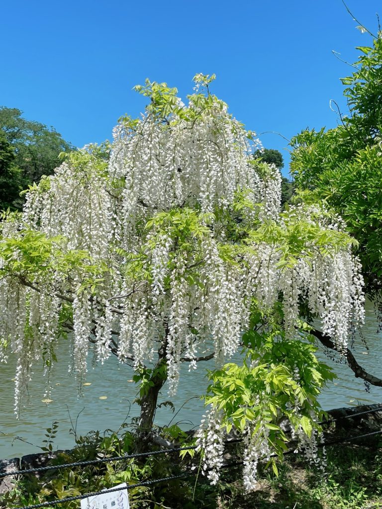 静岡にあるフリースクール、クラーク国際中等部静岡キャンパスの蓮華寺池公園散策