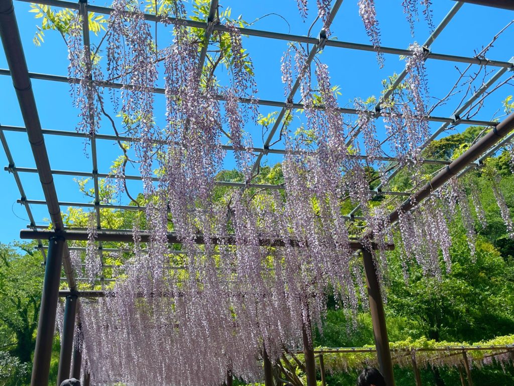 静岡にあるフリースクール、クラーク国際中等部静岡キャンパスの蓮華寺池公園散策