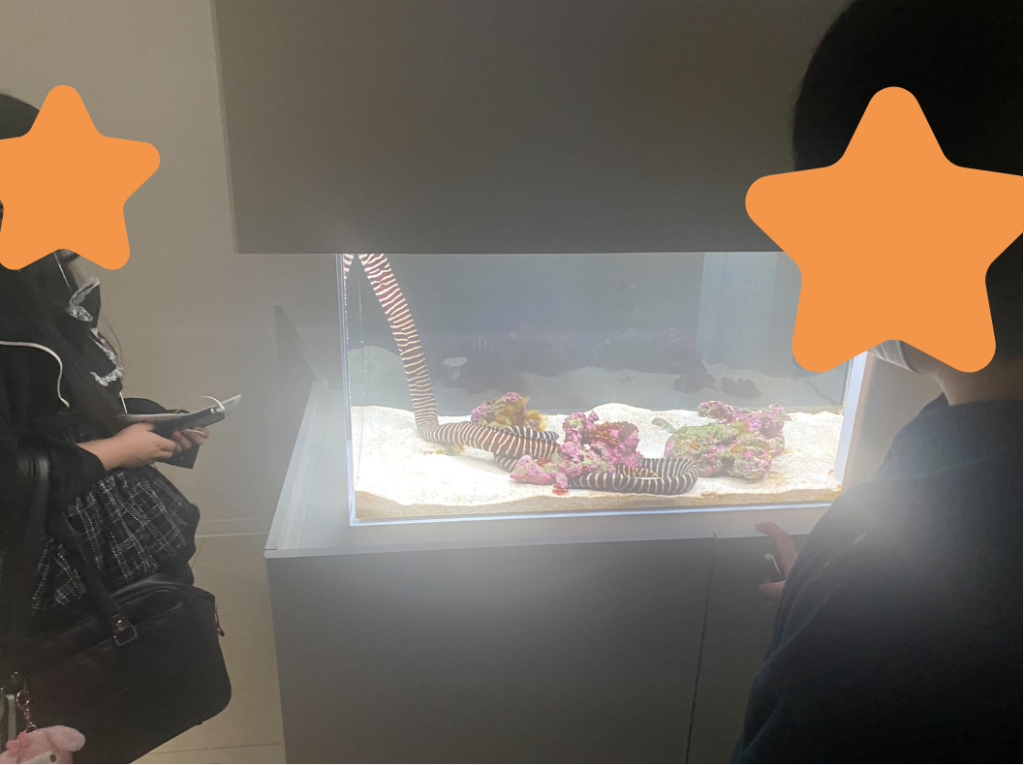 6月課外活動　不思議な海の生き物を観察