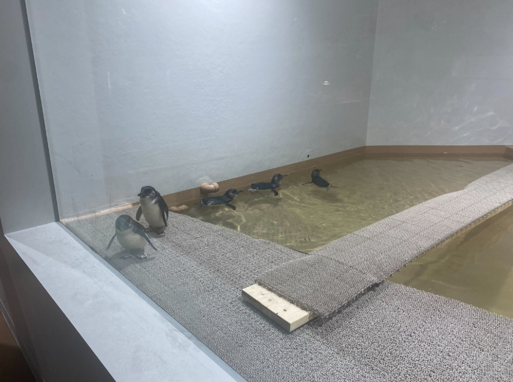 6月課外活動　赤ちゃんペンギン観覧