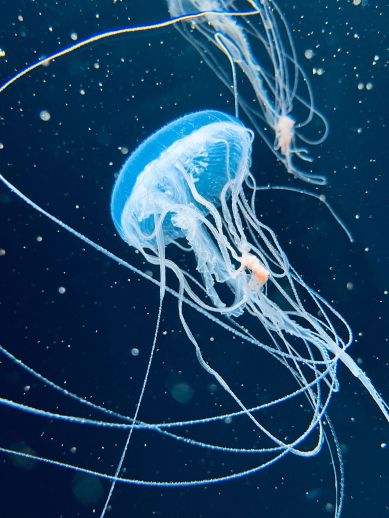 兵庫県にあるフリースクール、クラーク国際中等部芦屋キャンパスの課外活動の様子