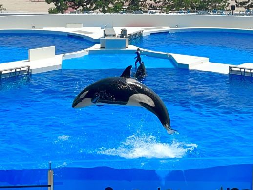 兵庫県にあるフリースクール、クラーク国際中等部芦屋キャンパスの課外活動の様子