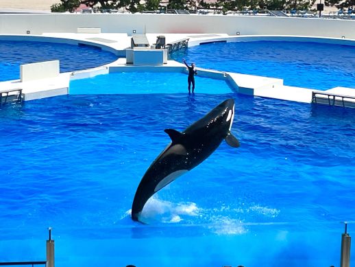 兵庫県にあるフリースクール、クラーク国際中等部芦屋キャンパスの課外活動の様子