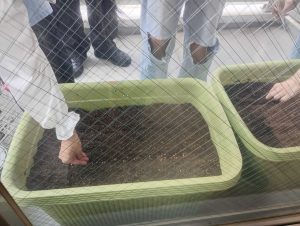大阪にあるフリースクール、クラーク国際中等部大阪天王寺キャンパスう、理科の授業の様子、野菜の種まき、小松菜、ほうれん草、レタス、青じそ