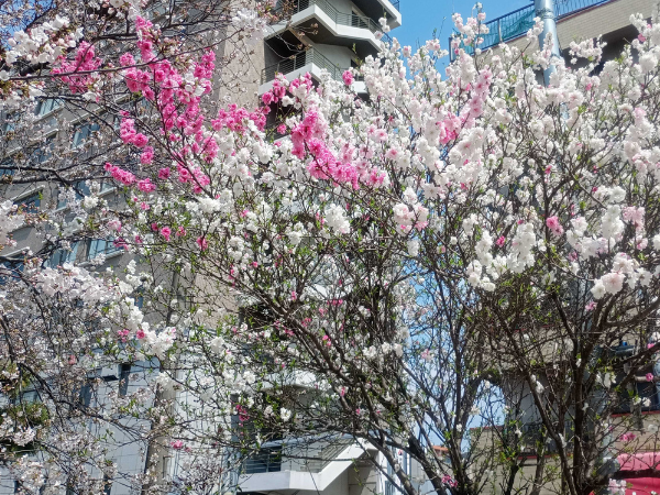 大阪にあるフリースクール、クラーク国際中等部大阪天王寺キャンパス、新学期、大阪の桜、
