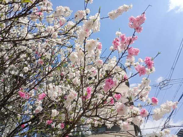 大阪にあるフリースクール、クラーク国際中等部大阪天王寺キャンパス、新学期、大阪の桜、