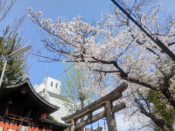 大阪にあるフリースクール、クラーク国際中等部大阪天王寺キャンパス、新学期、大阪の桜、