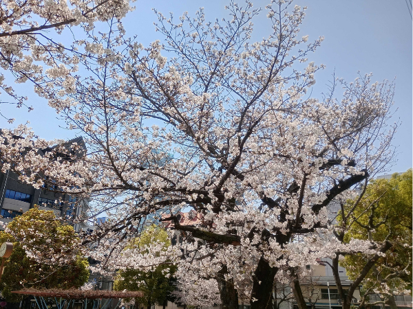 大阪にあるフリースクール、クラーク国際中等部大阪天王寺キャンパス、新学期、大阪の桜、