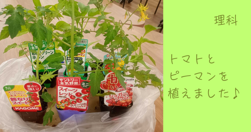 大阪にあるフリースクール、クラーク国際中等部大阪天王寺キャンパス、理科、夏野菜、トマト、ピーマン、